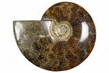 Polished Ammonite (Cleoniceras) Fossil - Madagascar #339204-1